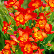 Freesia simple rouge